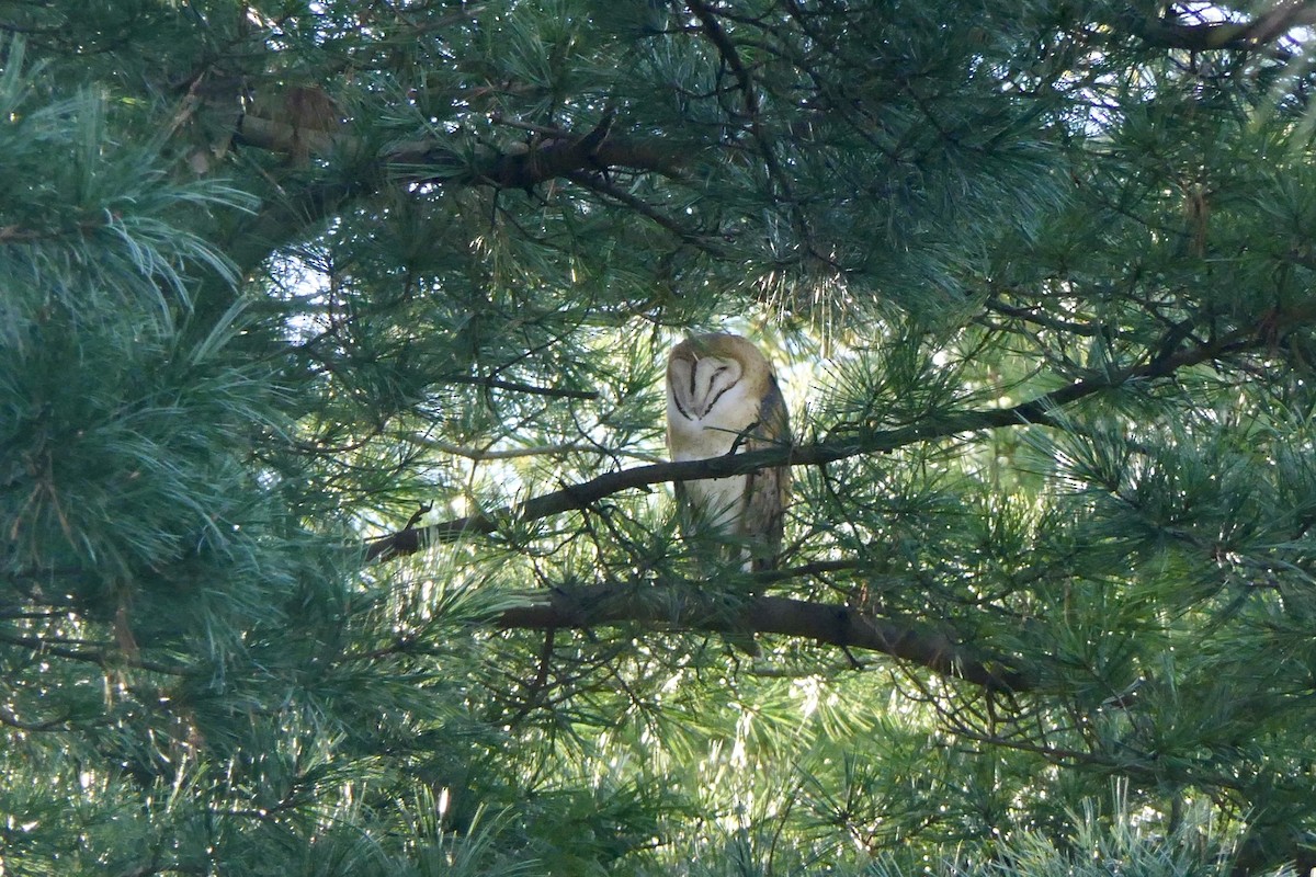 American Barn Owl - ML646025165