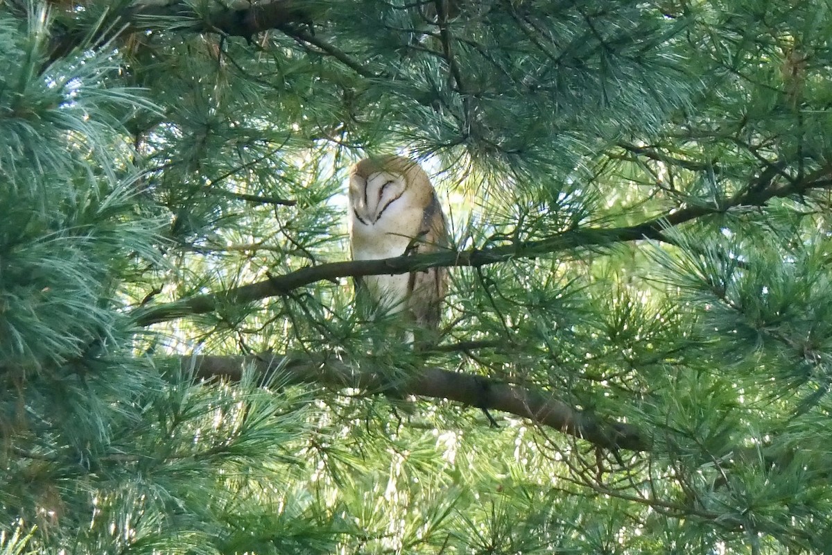 American Barn Owl - ML646025167
