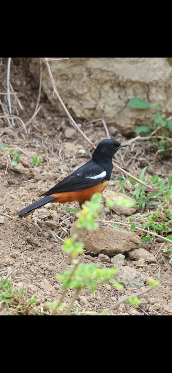 Mocking Cliff-Chat - ML646025168