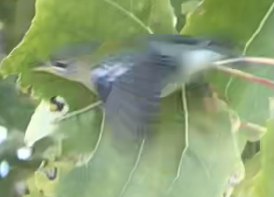 Northern Parula - ML646025169