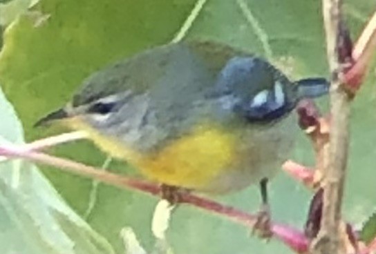 Northern Parula - ML646025170