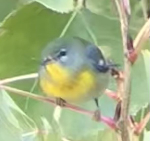 Northern Parula - ML646025173