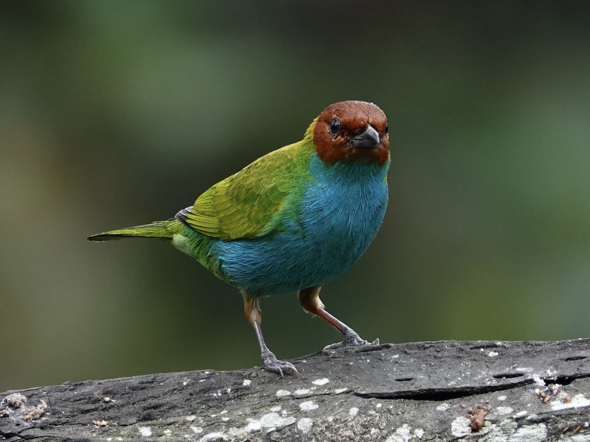 Bay-headed Tanager - ML646025176