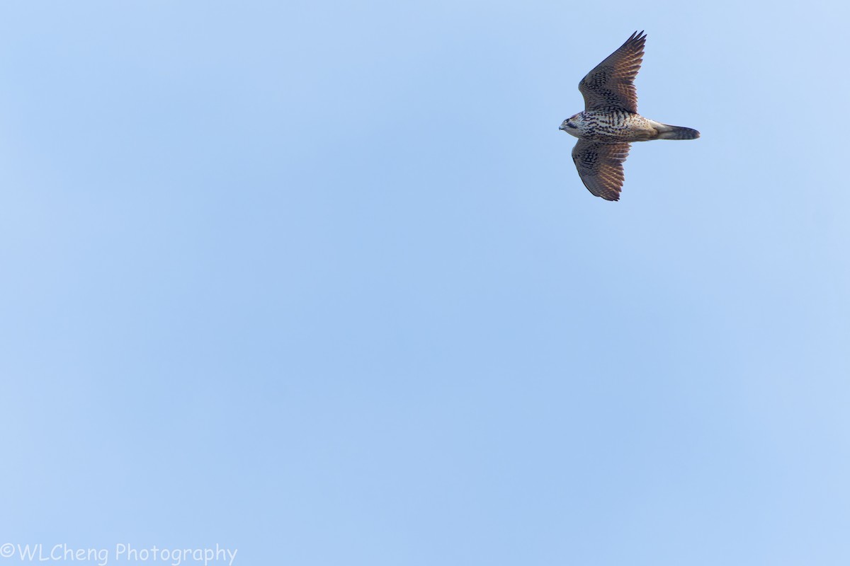 Sakre belatza - ML646025178