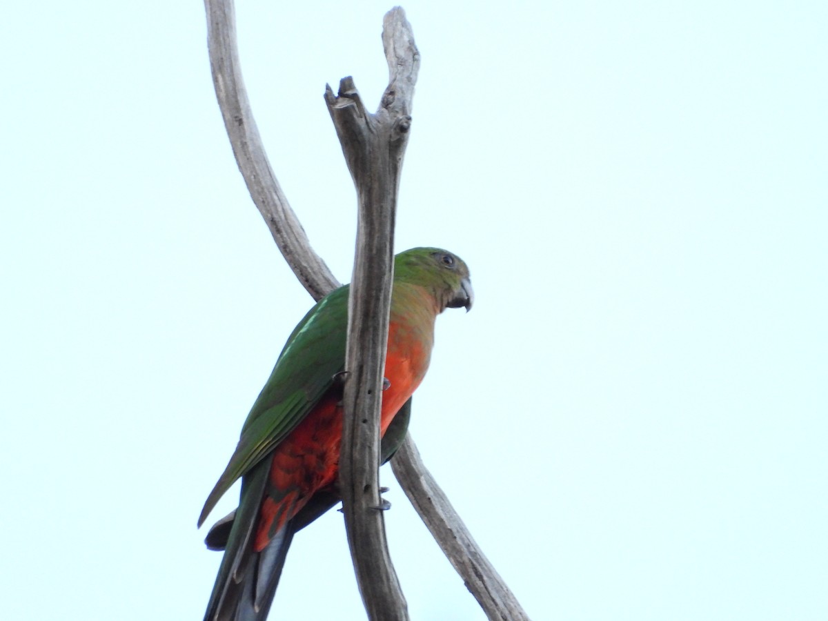 キンショウジョウインコ - ML646025192