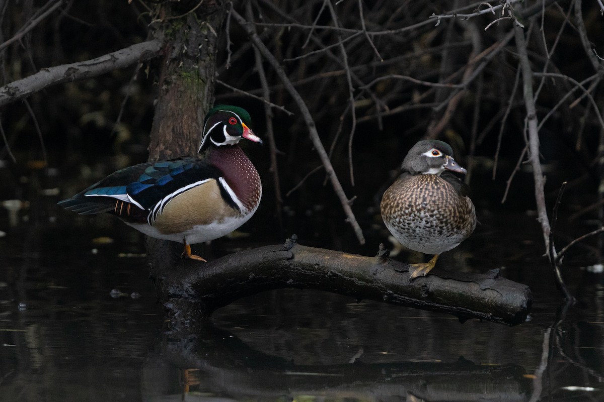 アメリカオシ - ML646025193