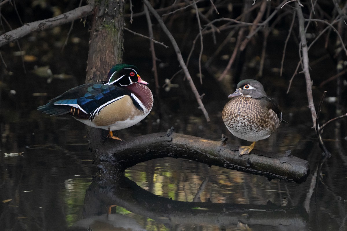 アメリカオシ - ML646025194