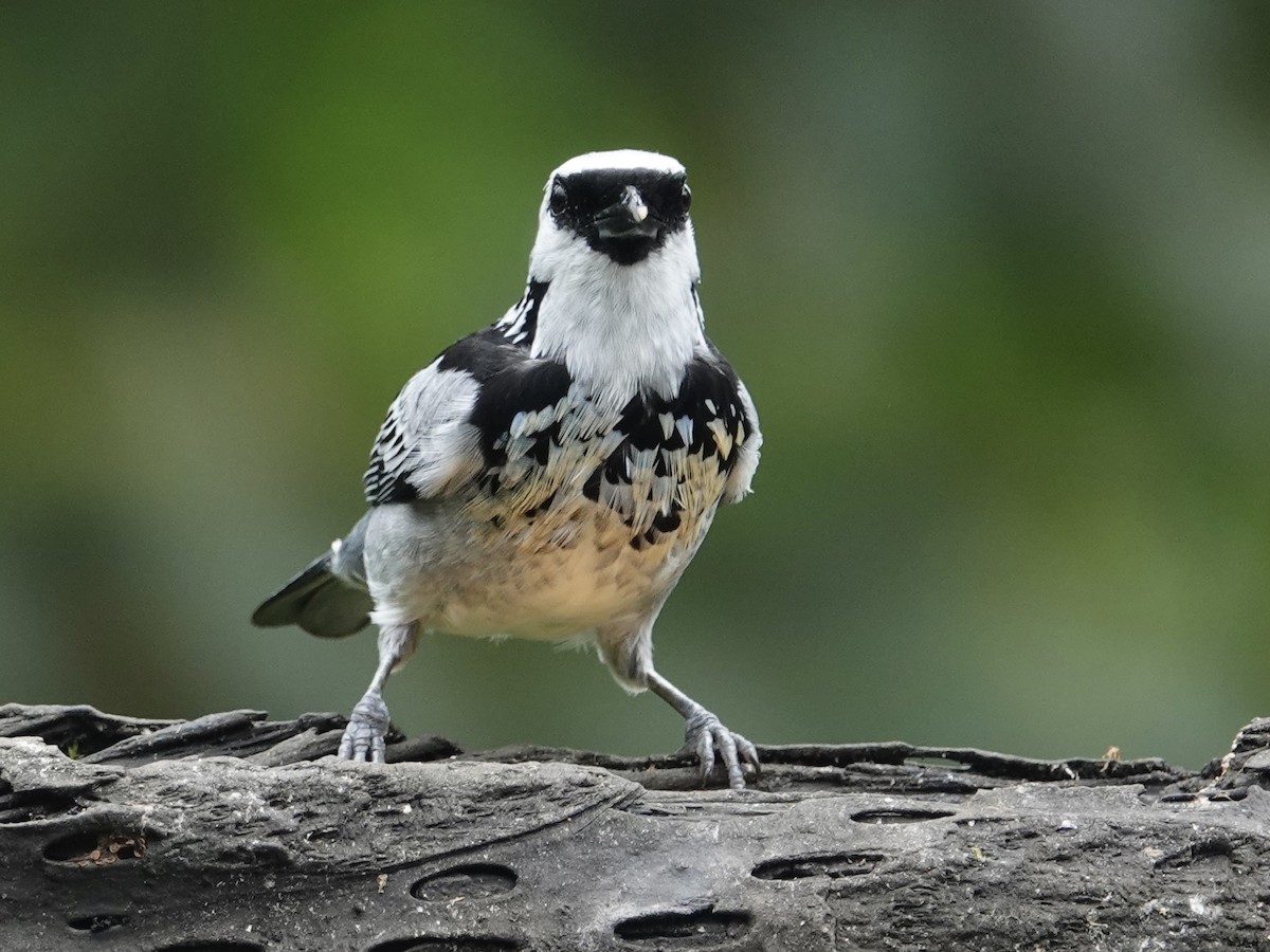 ノドジロフウキンチョウ - ML646025195