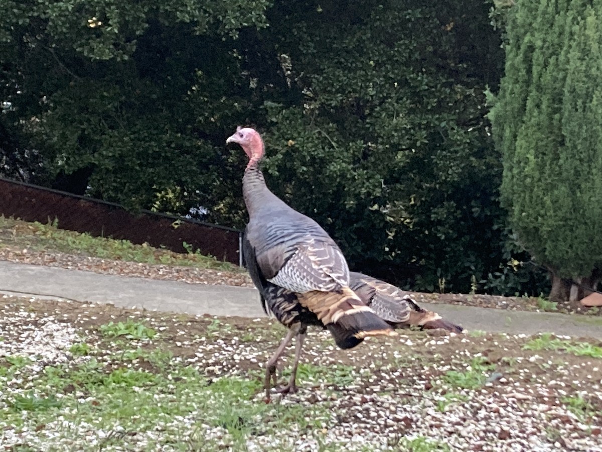 シチメンチョウ - ML646025196