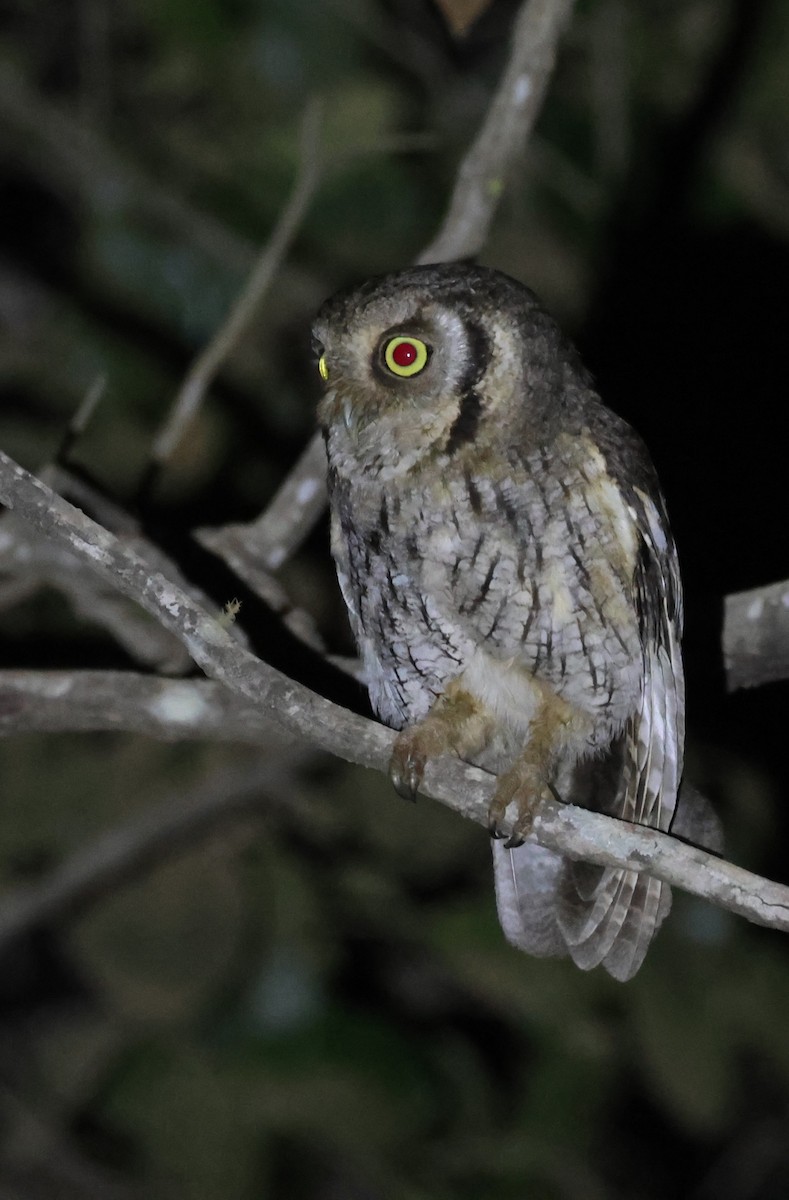 スピックスコノハズク - ML646025197