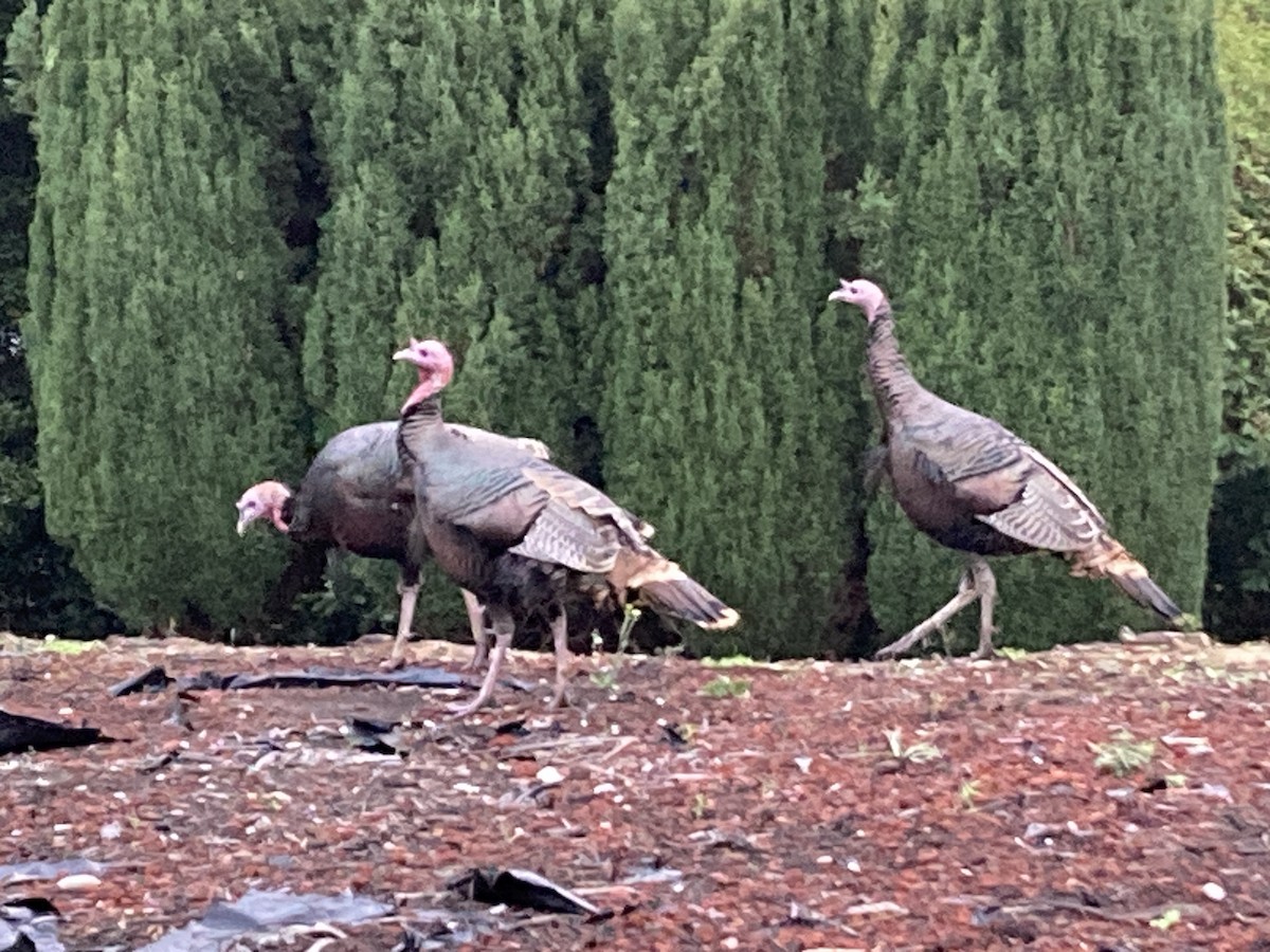 シチメンチョウ - ML646025198