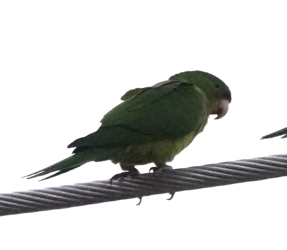 テリハメキシコインコ - ML646025201