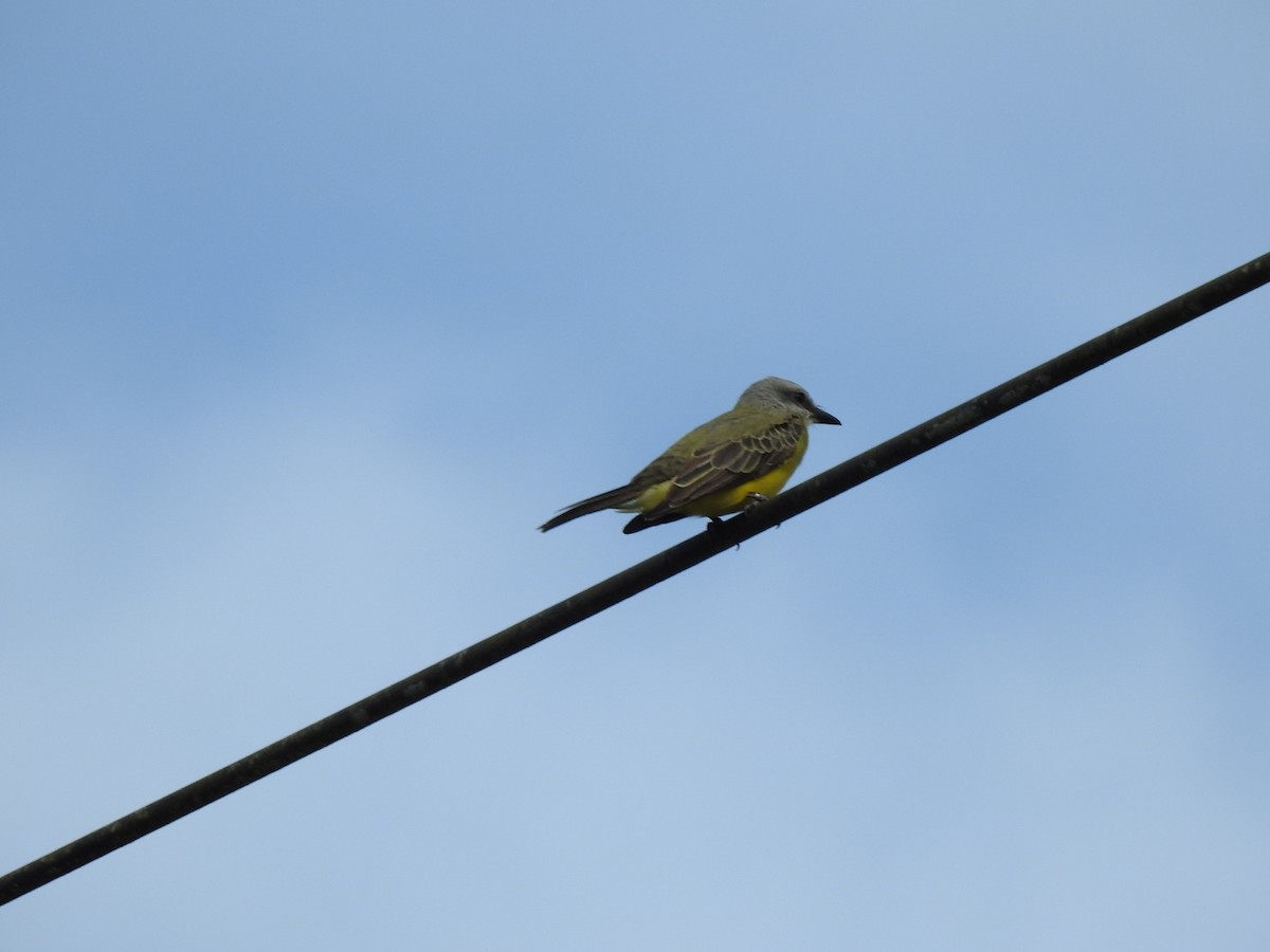 オリーブタイランチョウ - ML646025204