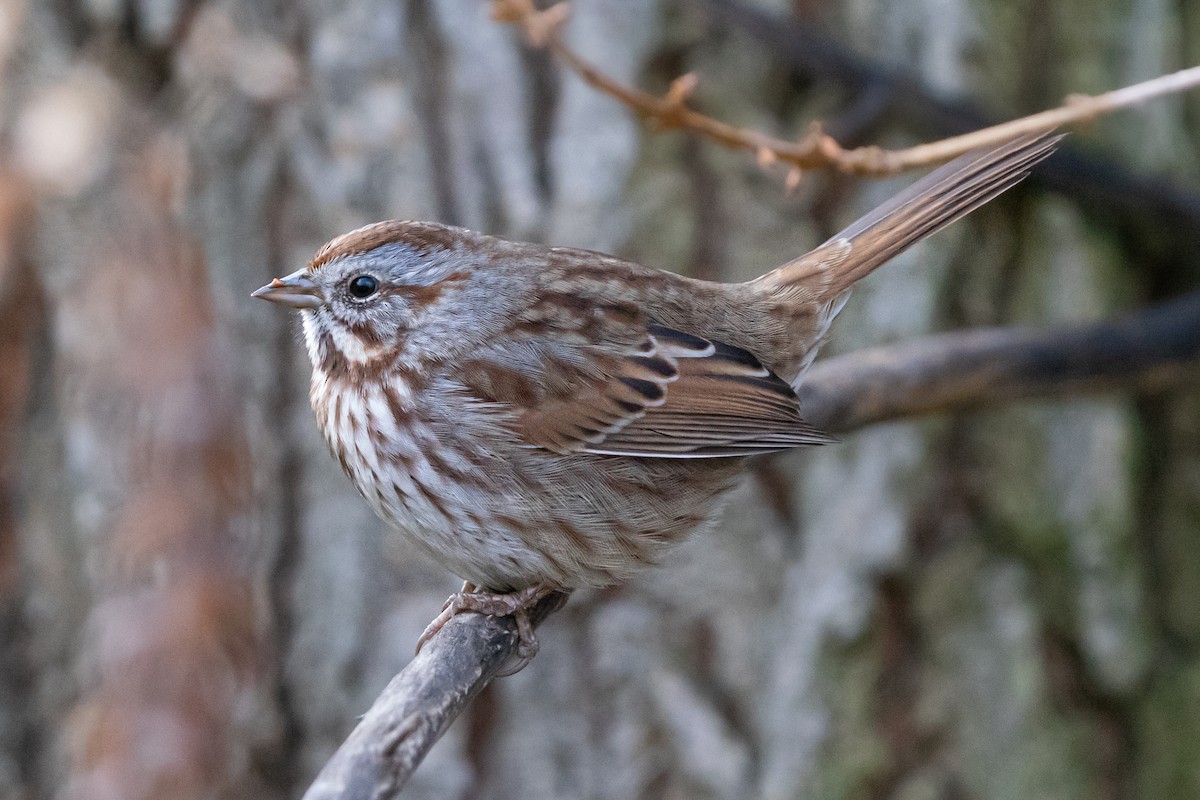 ウタスズメ - ML646025205