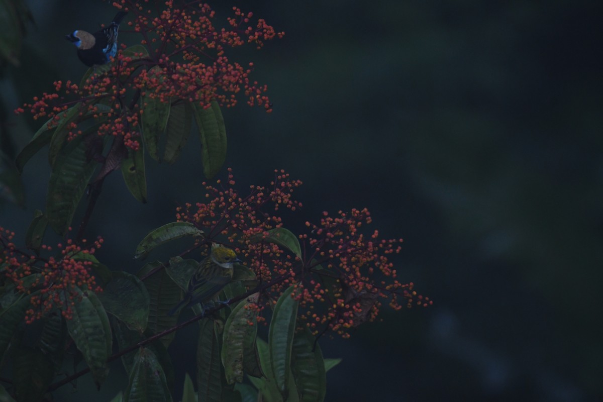 ギンノドフウキンチョウ - ML646025207