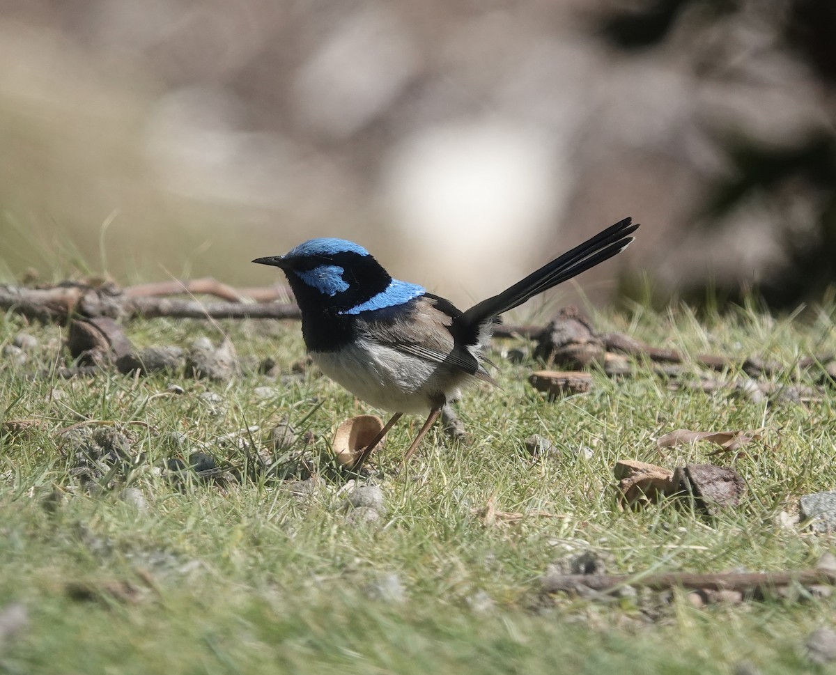 ルリオーストラリアムシクイ - ML646025208