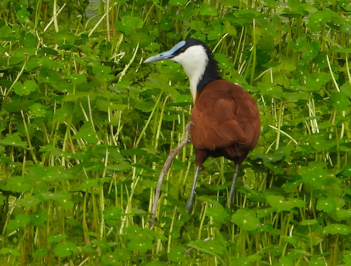 アフリカレンカク - ML646025209