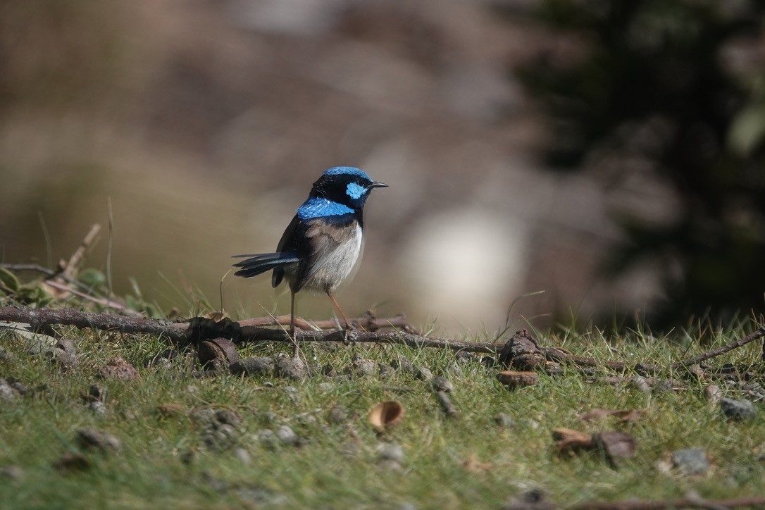 ルリオーストラリアムシクイ - ML646025216