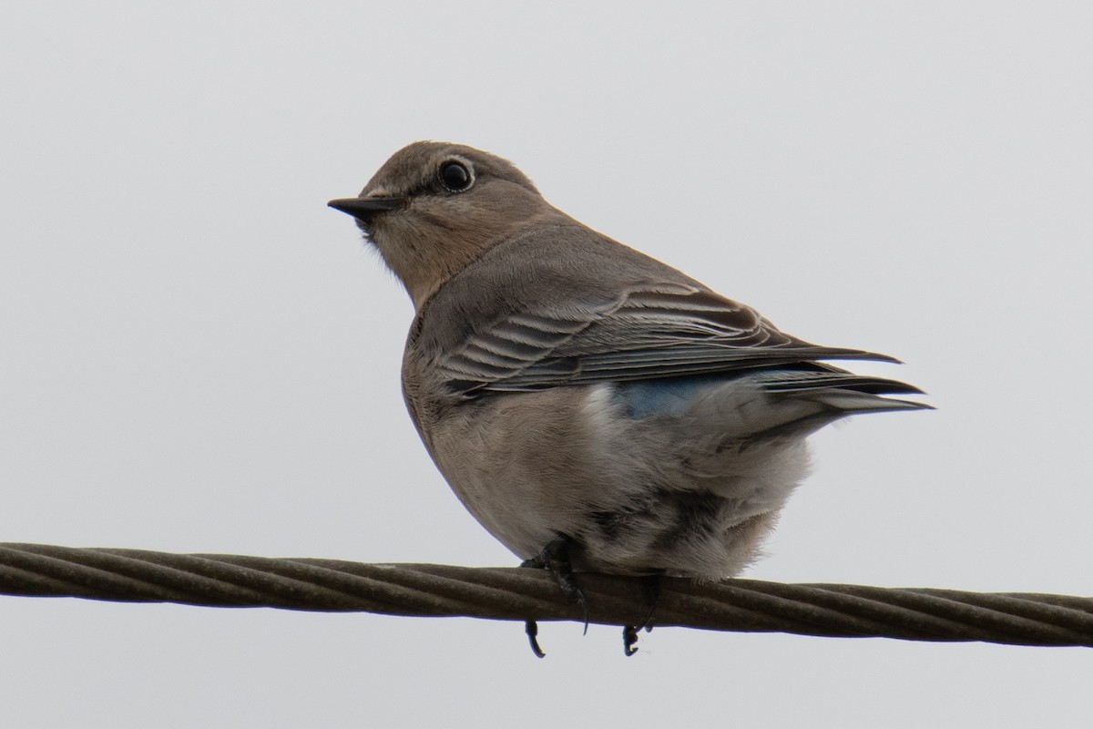 ムジルリツグミ - ML646025217