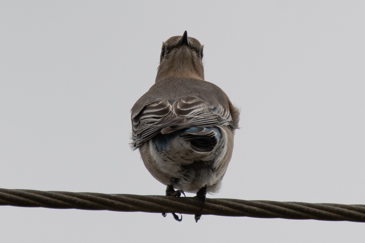 ムジルリツグミ - ML646025218