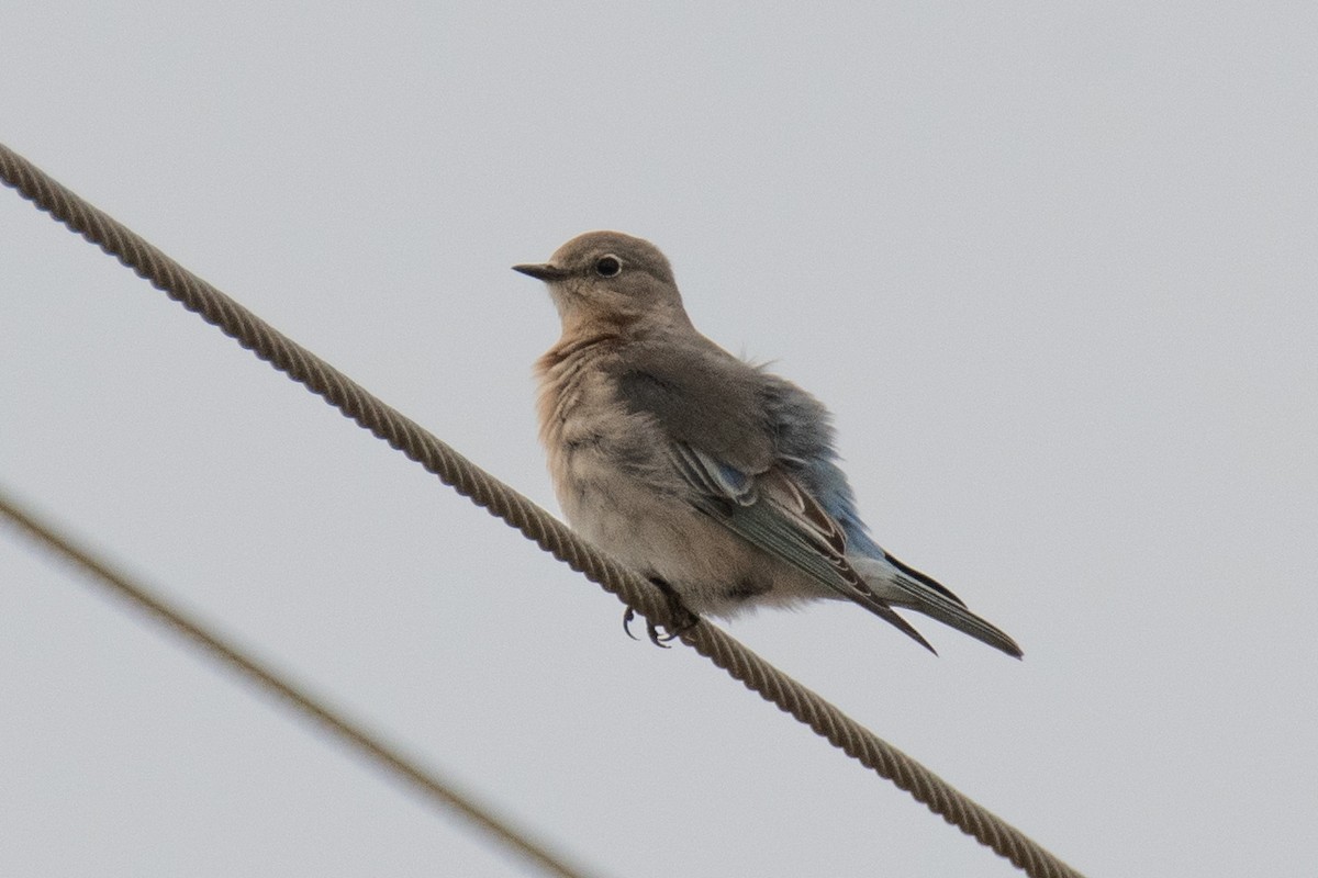 ムジルリツグミ - ML646025219