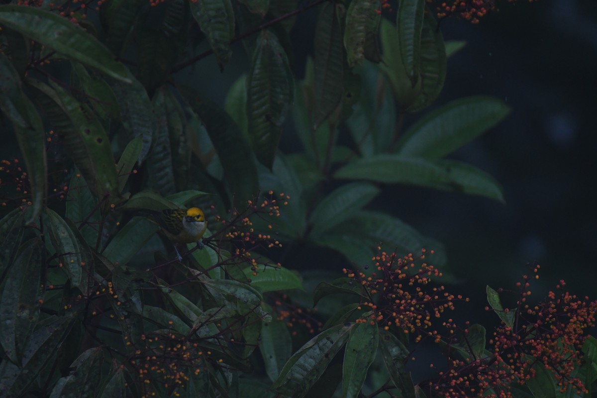 ギンノドフウキンチョウ - ML646025222