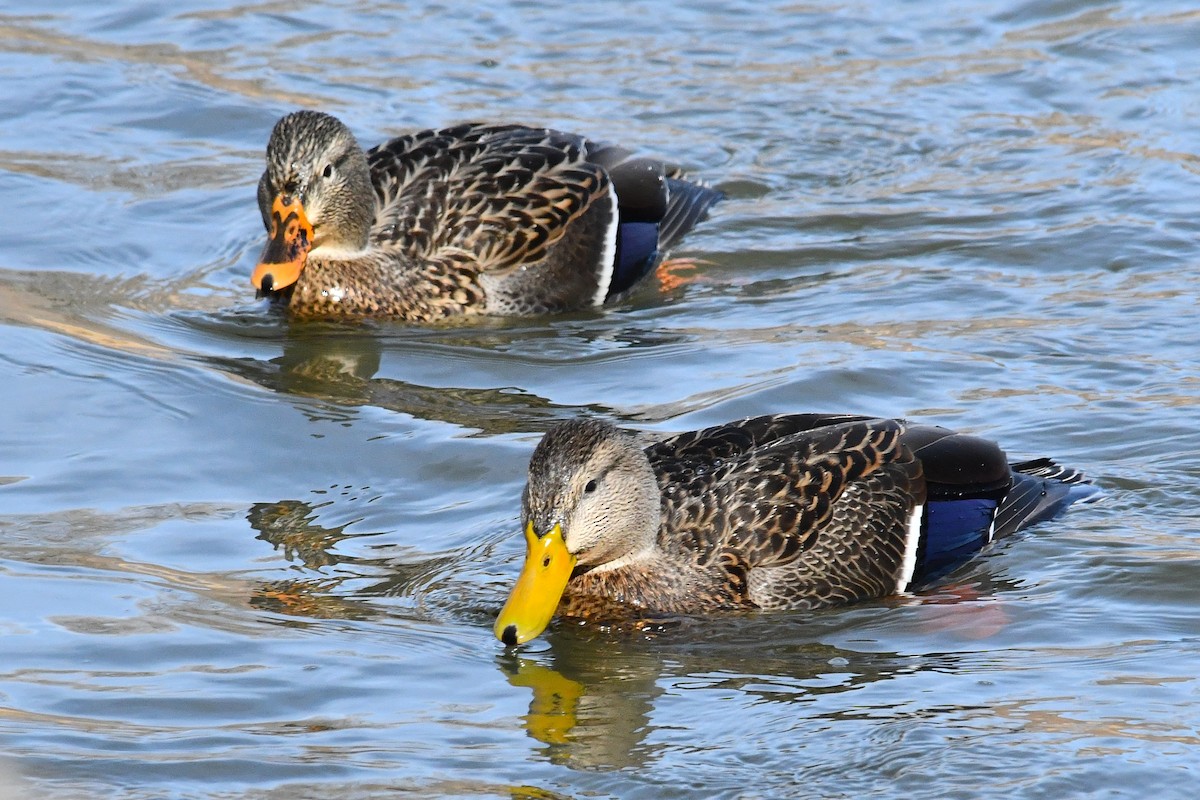 Mexican Duck - ML646025223