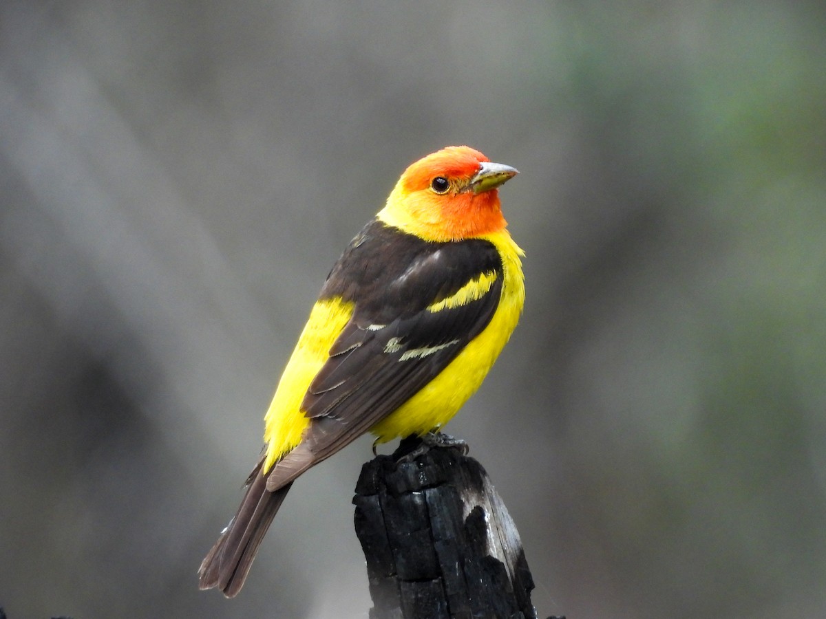 ニシフウキンチョウ - ML646025225