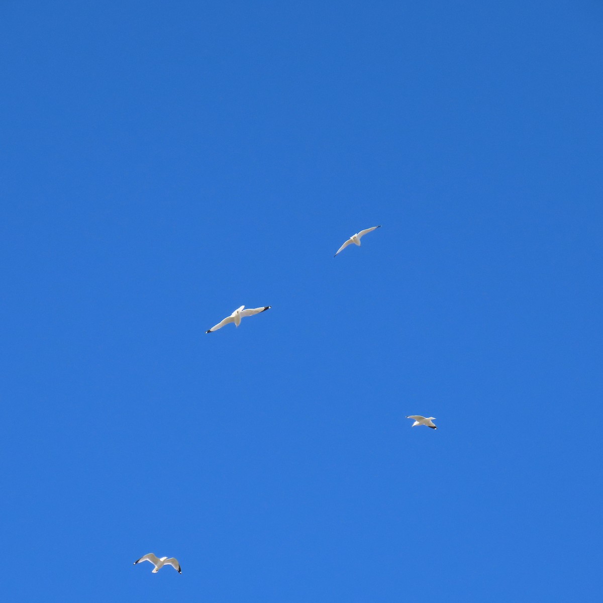 クロワカモメ - ML646025227