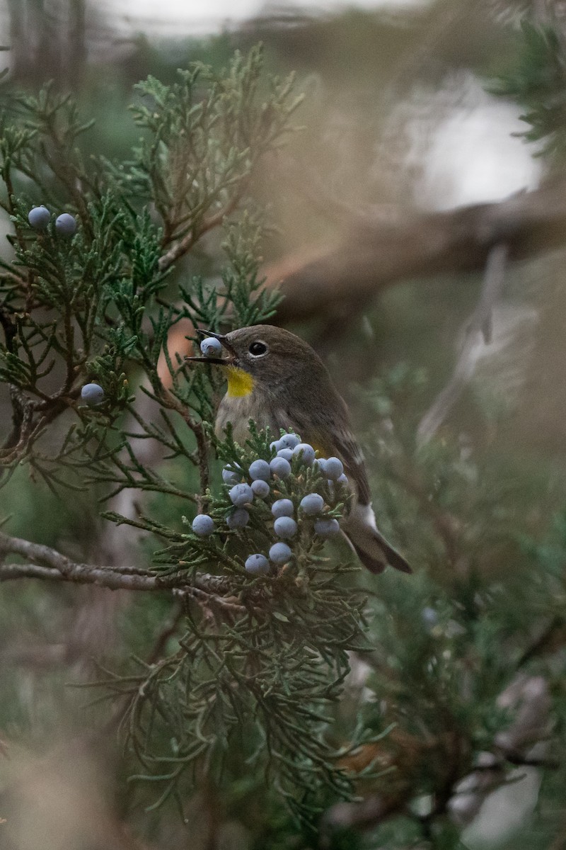 キヅタアメリカムシクイ - ML646025230