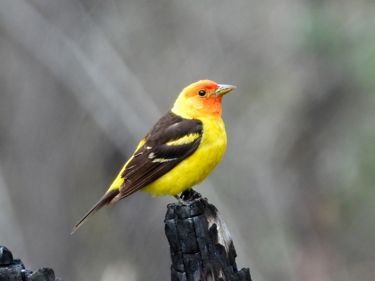 ニシフウキンチョウ - ML646025231