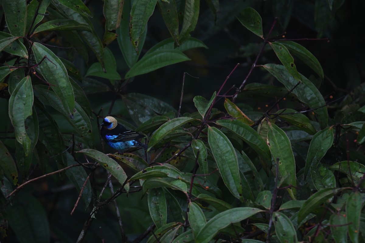 Golden-hooded Tanager - ML646025233