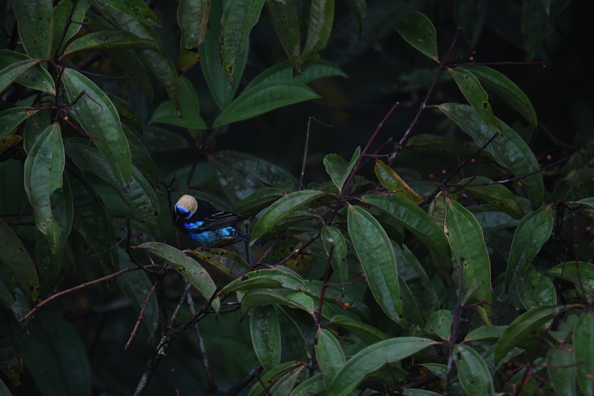 Golden-hooded Tanager - ML646025234