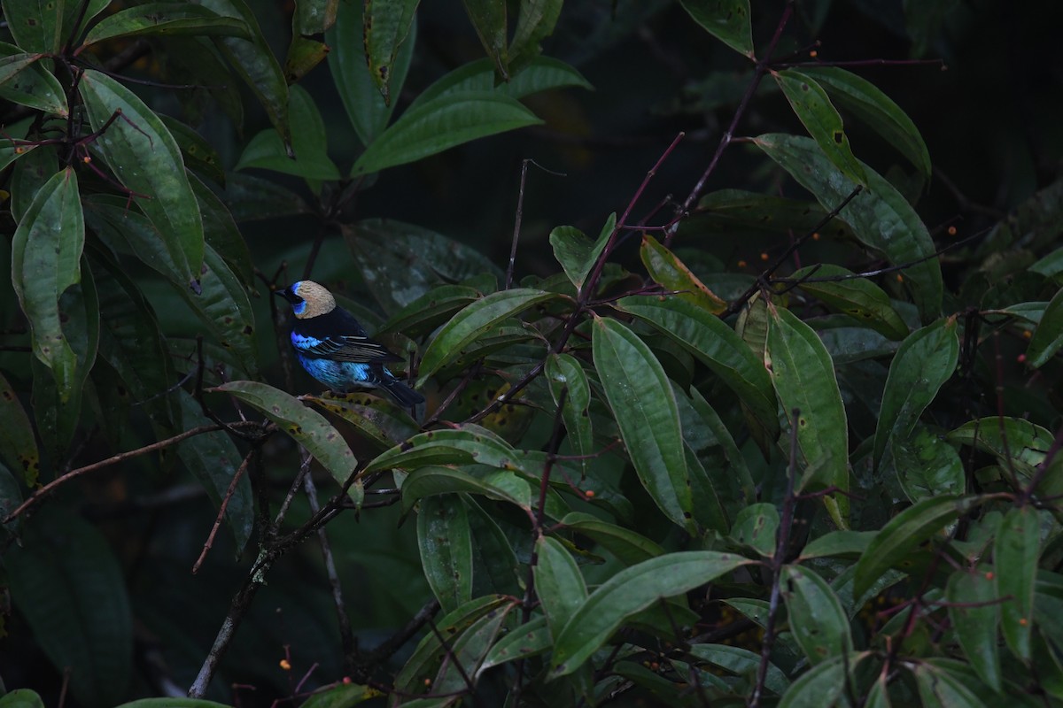 Golden-hooded Tanager - ML646025235