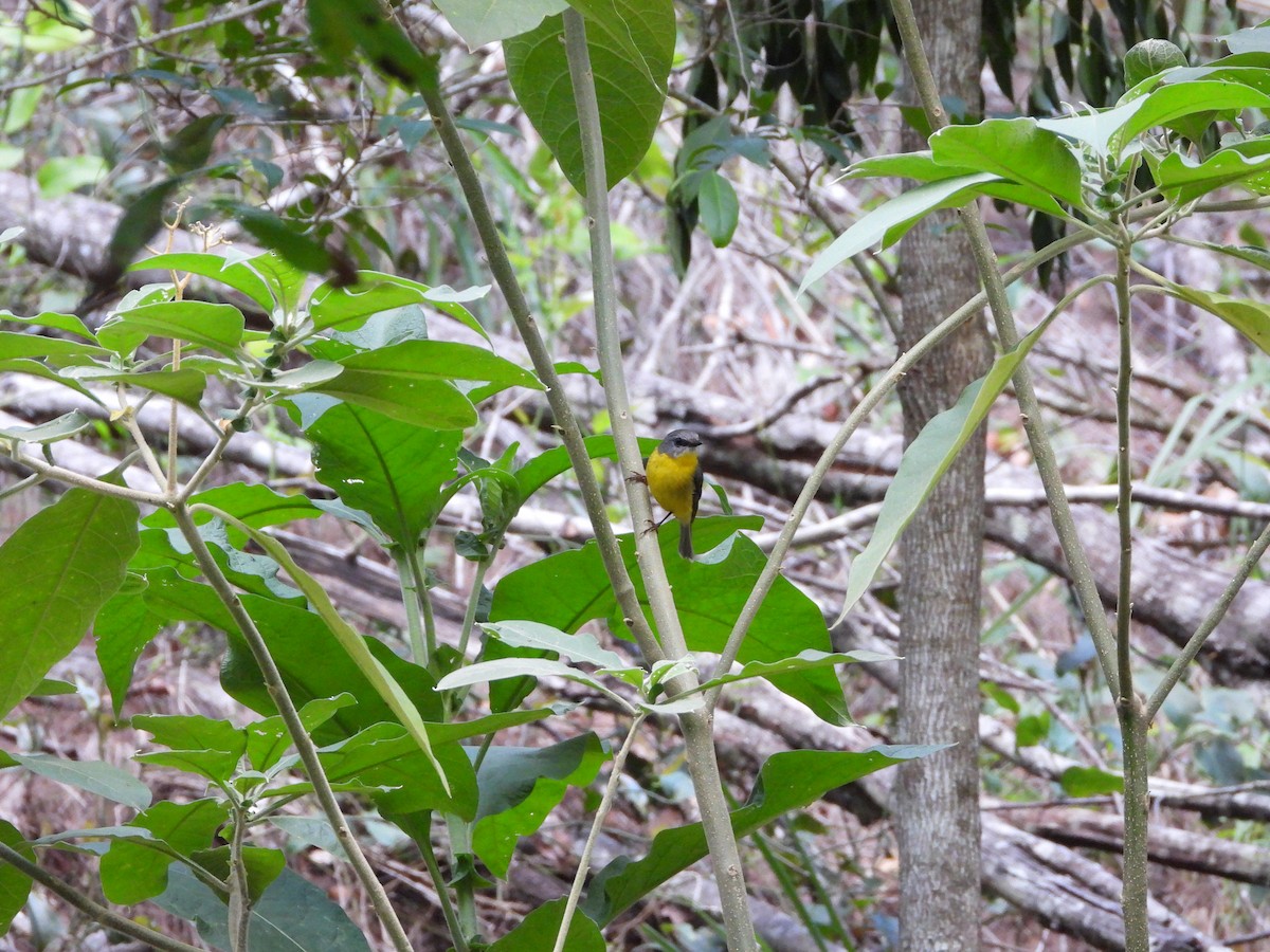 Doğulu Sarı Bülbül - ML646025239