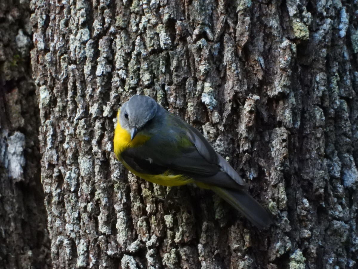 Doğulu Sarı Bülbül - ML646025240