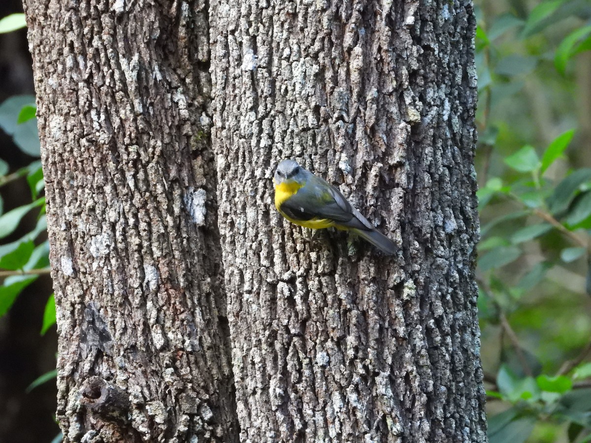 Doğulu Sarı Bülbül - ML646025241