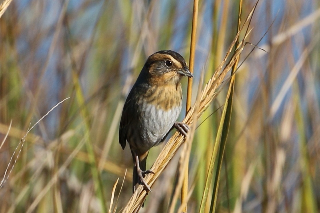 nålstjertspurv - ML646025243