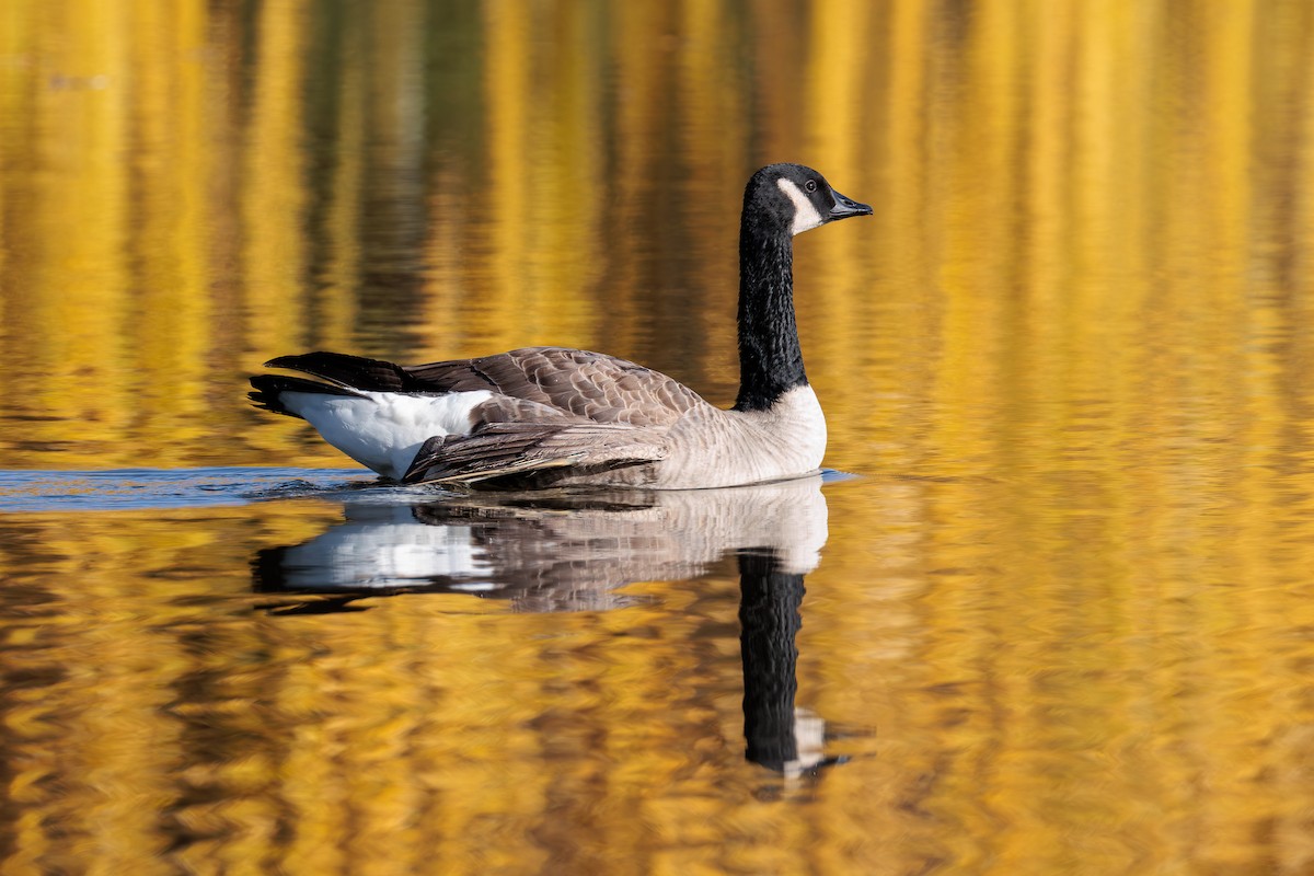 Канад галуу - ML646025254