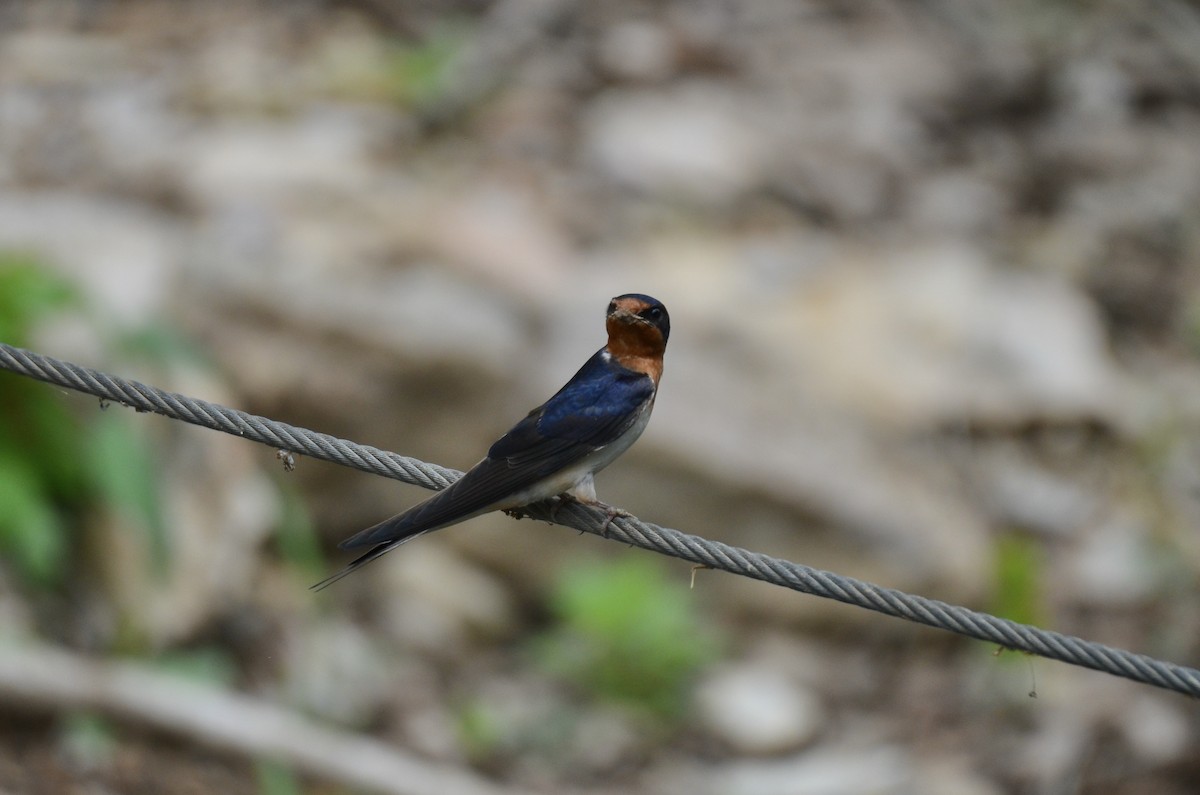 vlaštovka obecná - ML646025257