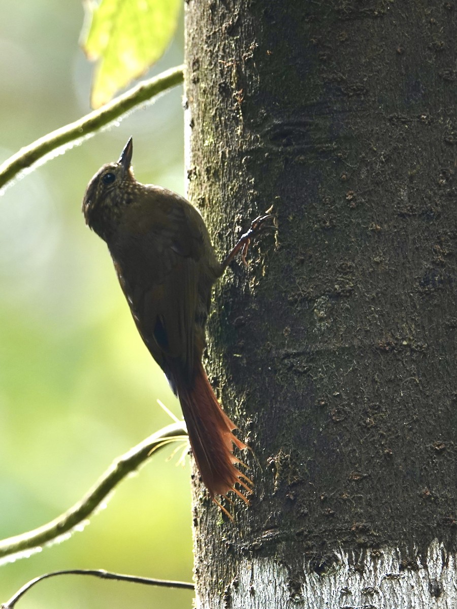 Wedge-billed Woodcreeper - ML646025260