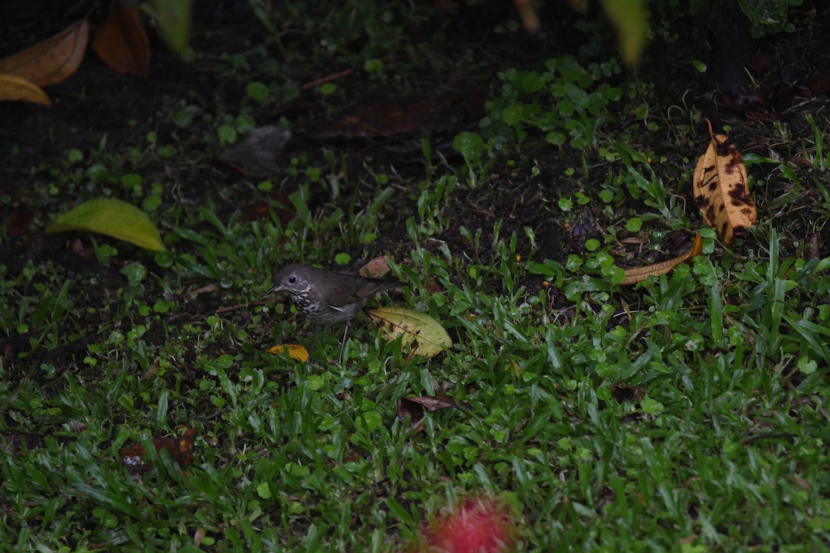 Grauwangen-Musendrossel - ML646025263