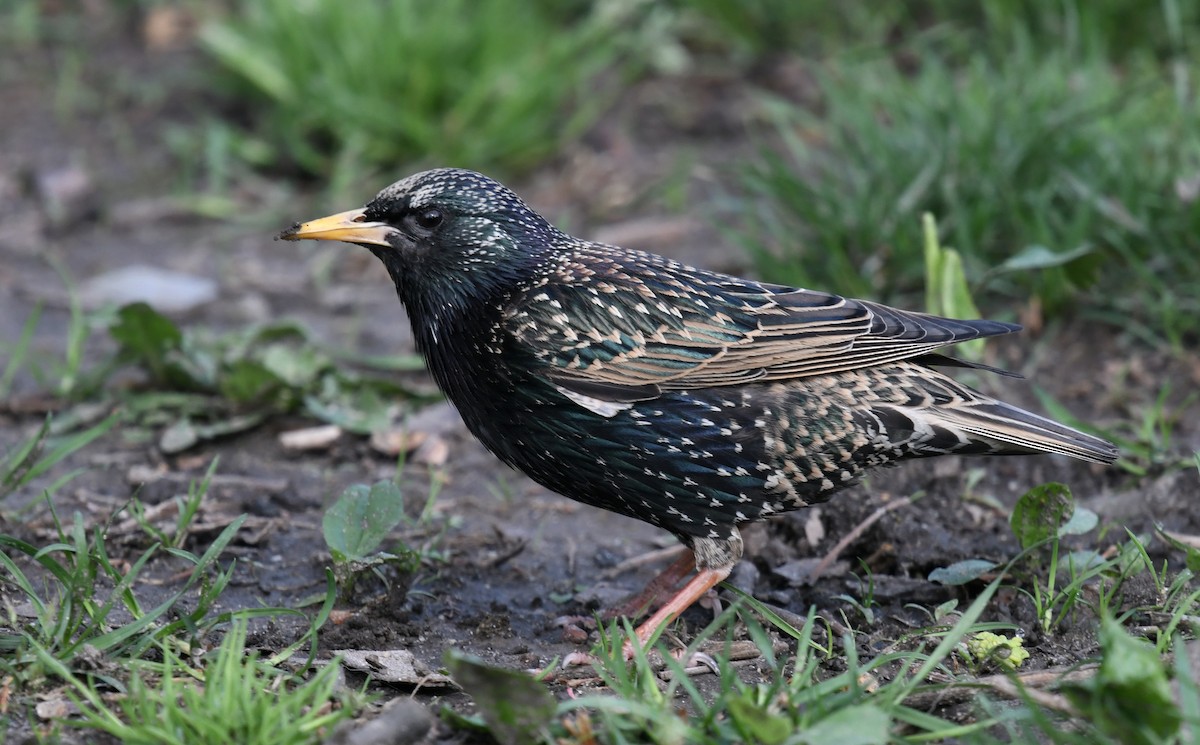 Sığırcık - ML646025265