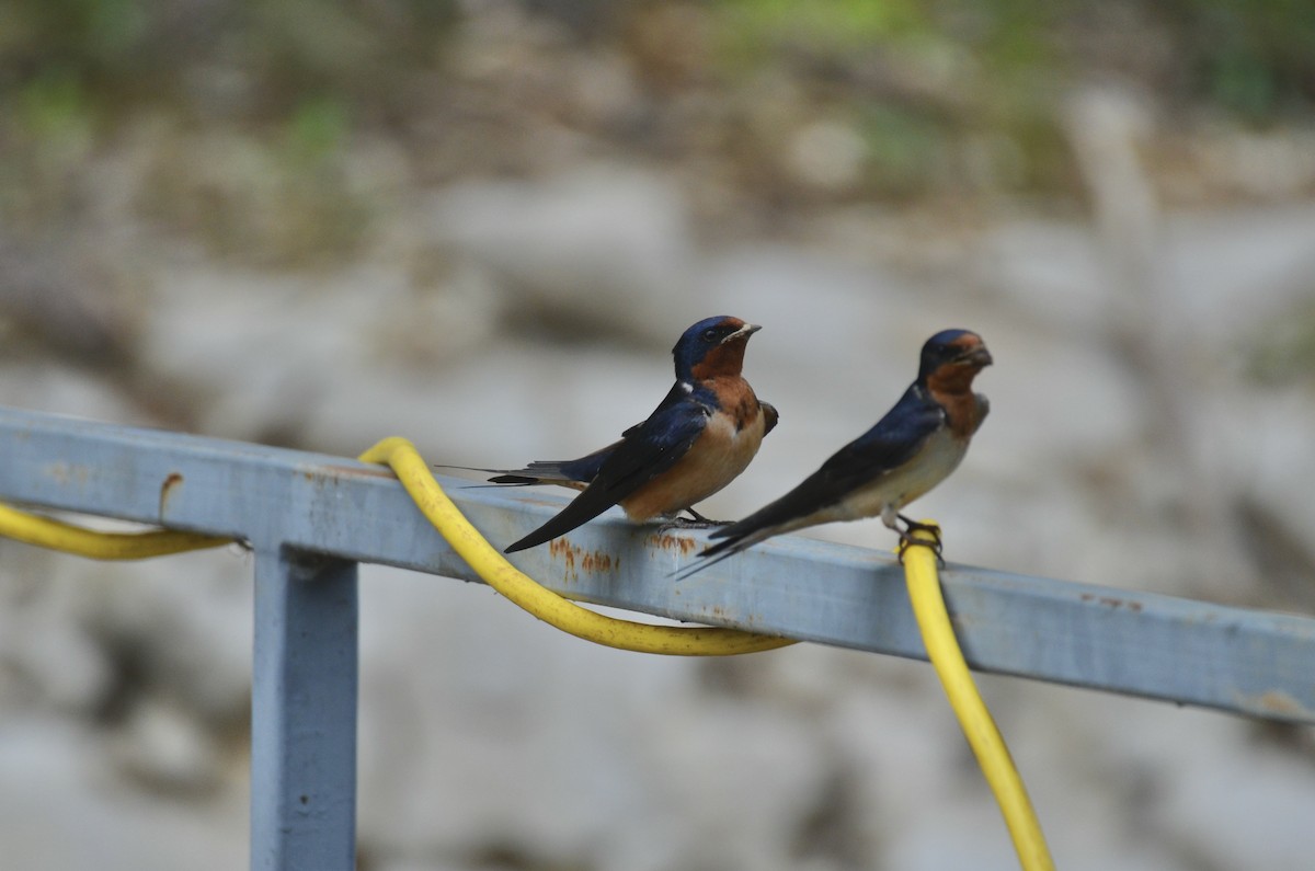 vlaštovka obecná - ML646025268