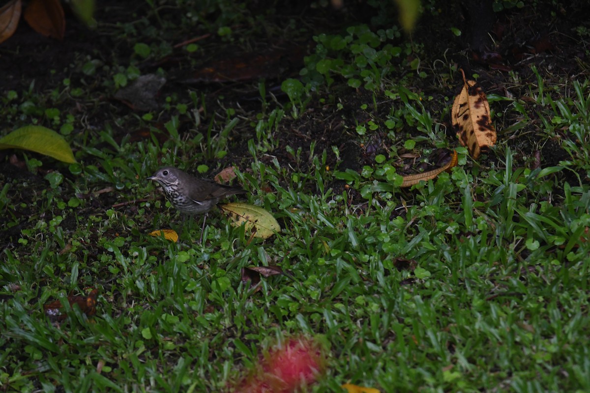 Grauwangen-Musendrossel - ML646025270