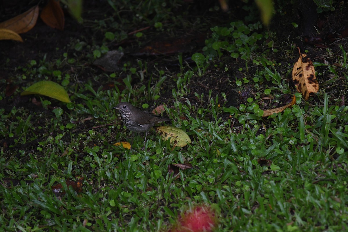 Grauwangen-Musendrossel - ML646025293