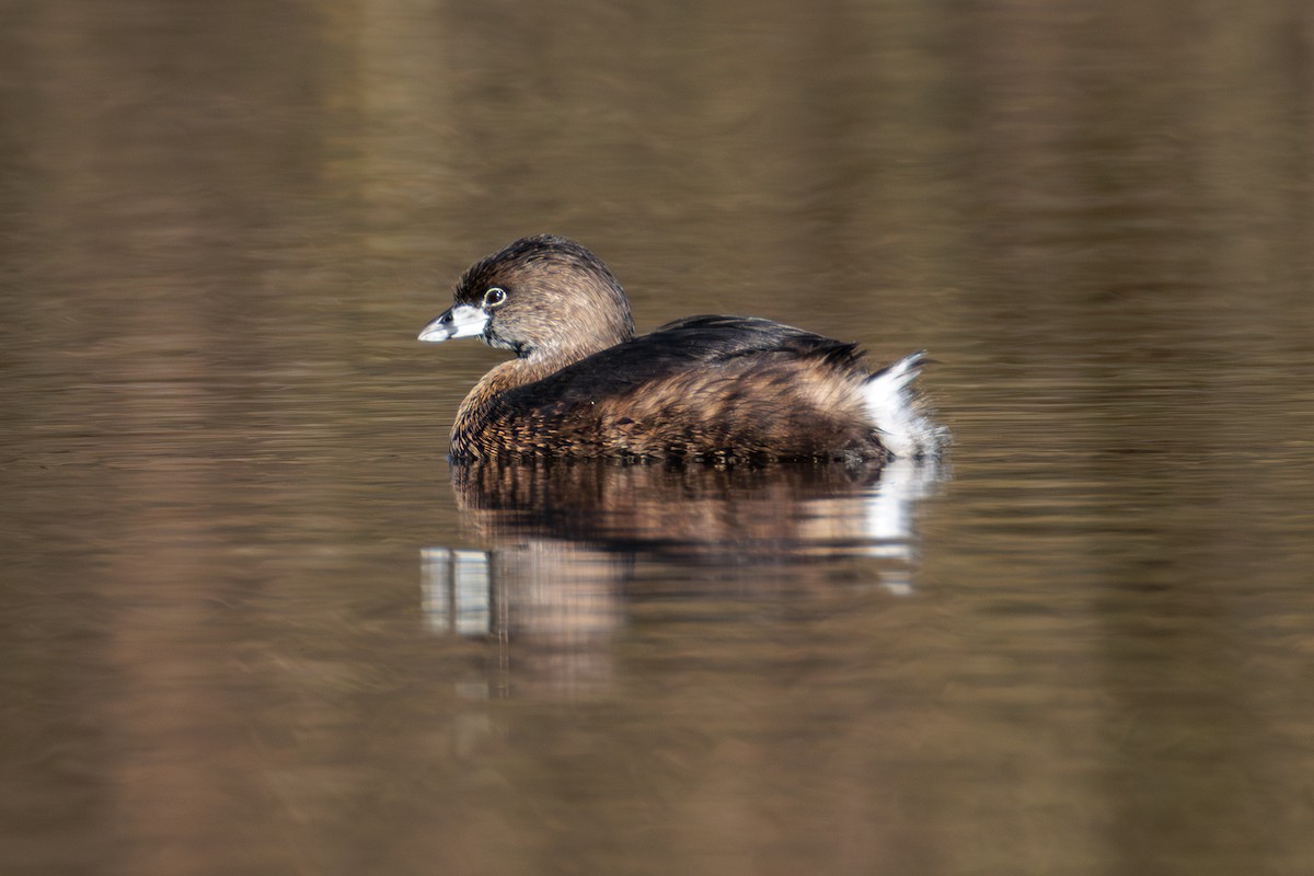 Pied-billed Grebe - ML646025296
