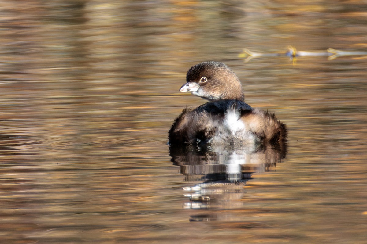 Pied-billed Grebe - ML646025298