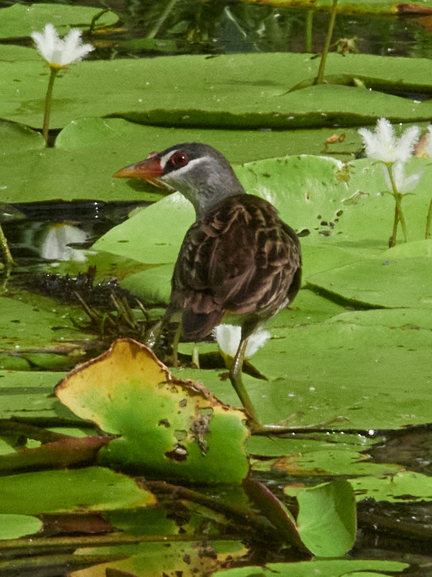 白眉秧雞 - ML646025301