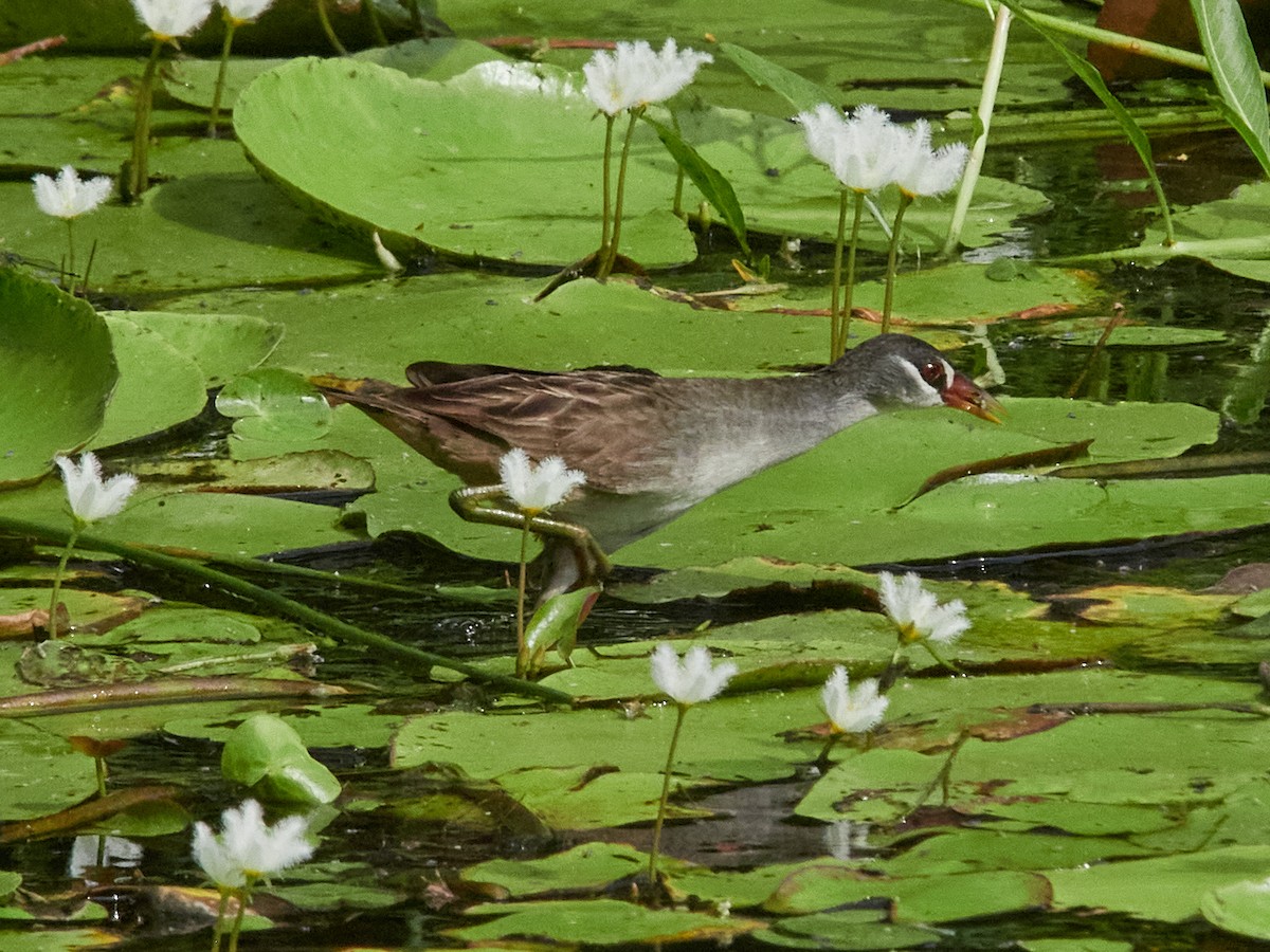 白眉秧雞 - ML646025302